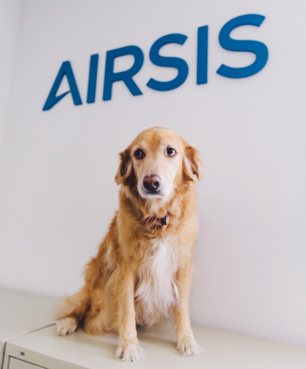 9 Reasons Why Office Dogs Make the Best Employees The Muse