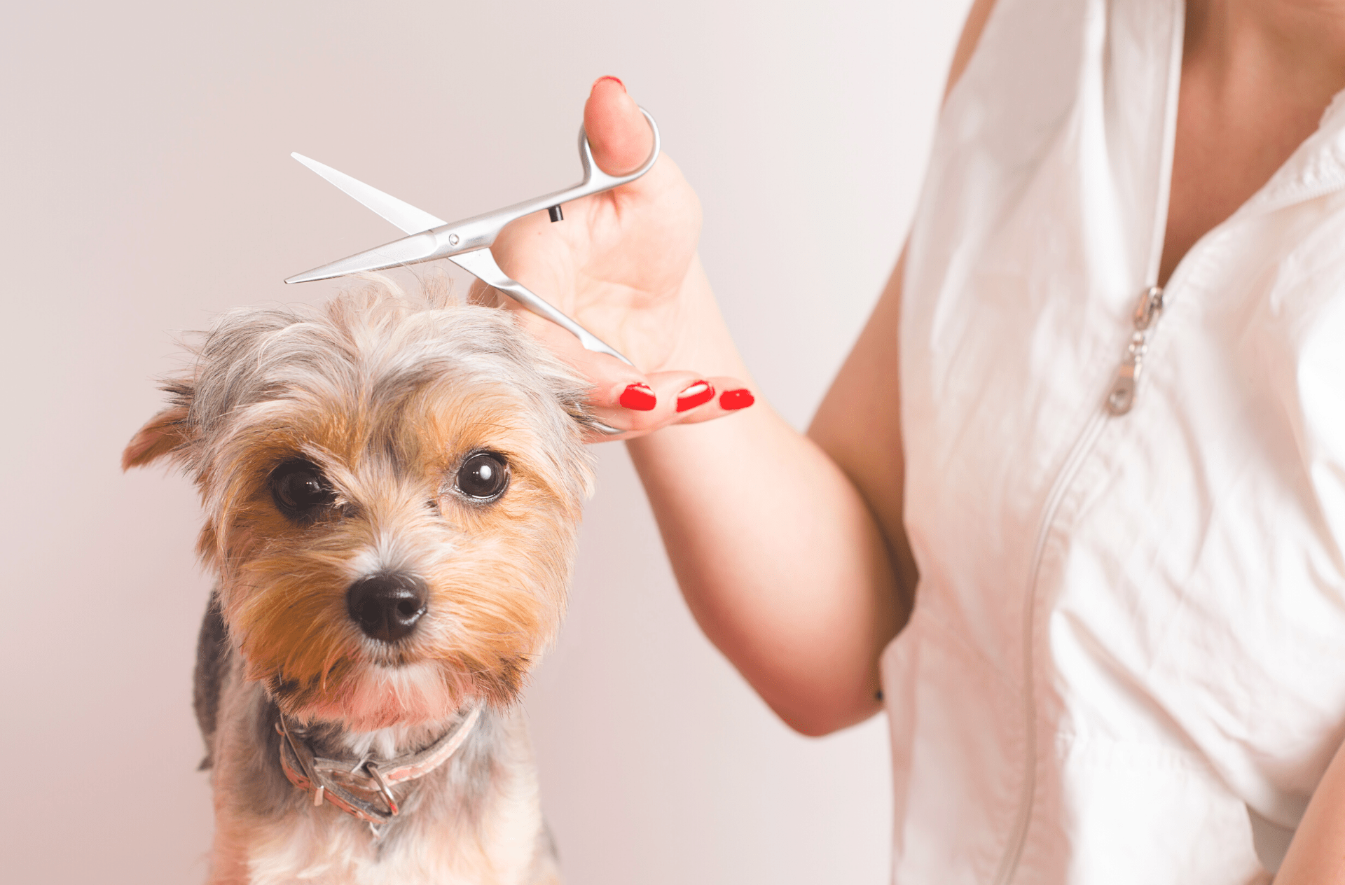 Best Dog Groomers In Pittsburgh Real Estate Pittsburgh, PA