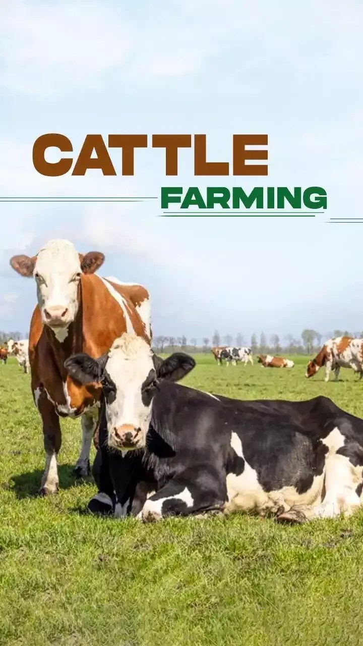 Cattle Farming 2023 Tips for Highyielding