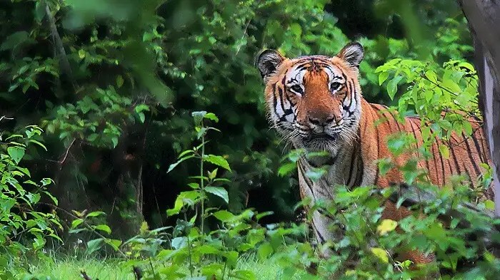 13 Picnic Spots Near Nagpur For A Soothing Escape In 2021
