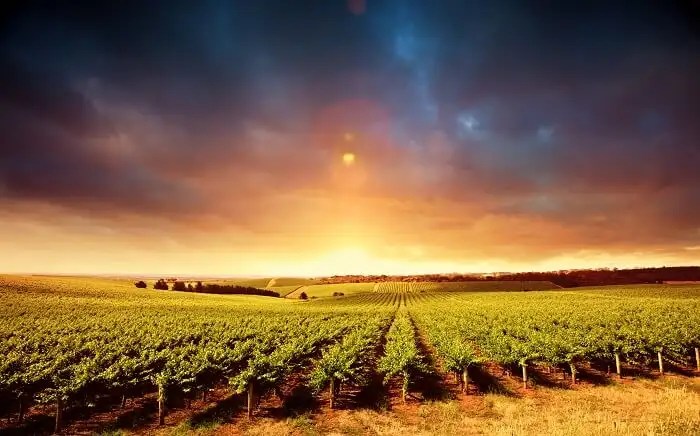 Barossa Valley An Absolute Guide For All!