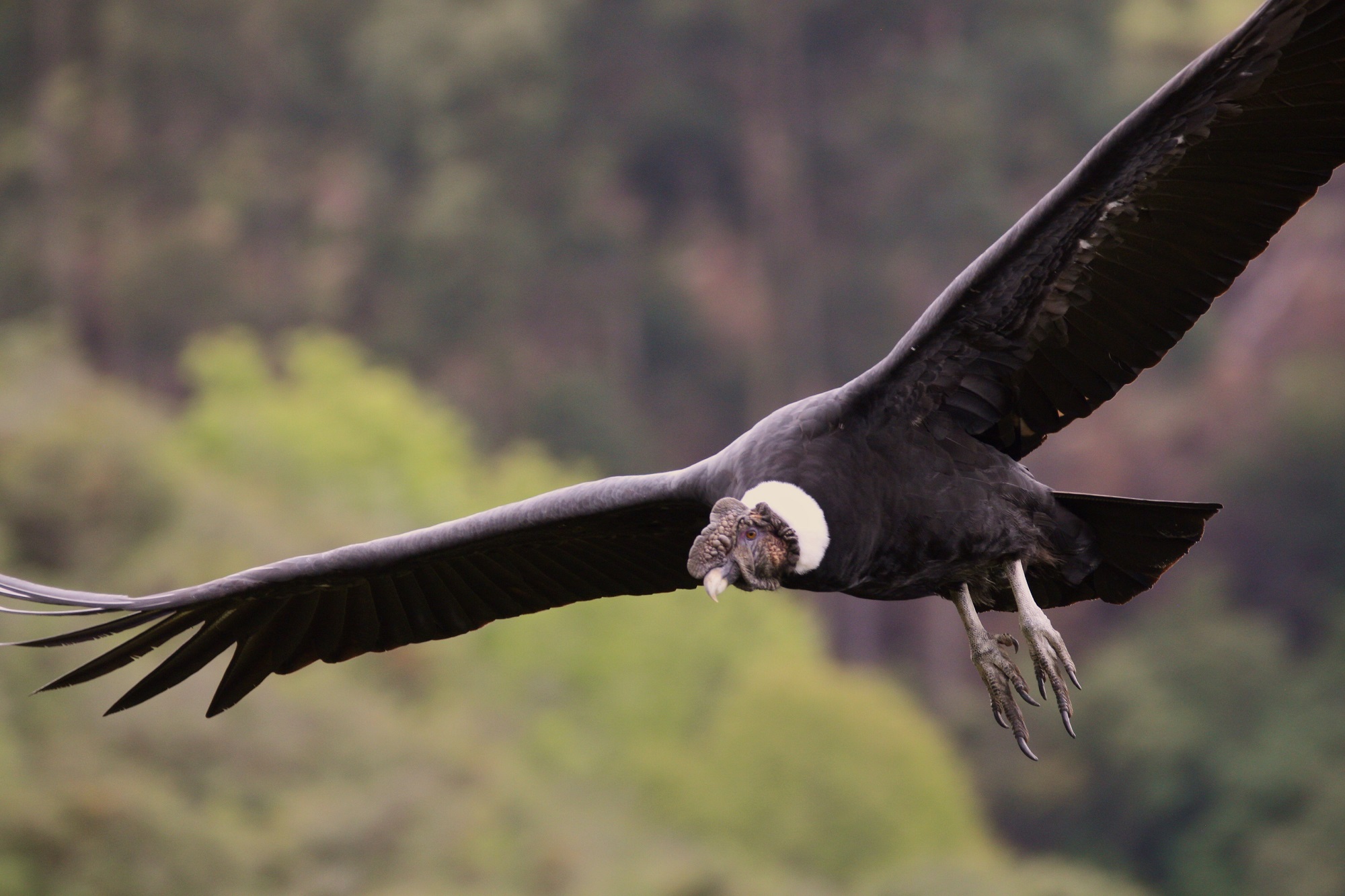 Naturaleza las aves rapaces más emblemáticas de Chile