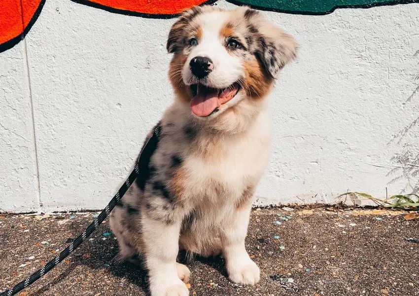 15+ Best Dog Friendly Places in Jacksonville UNATION