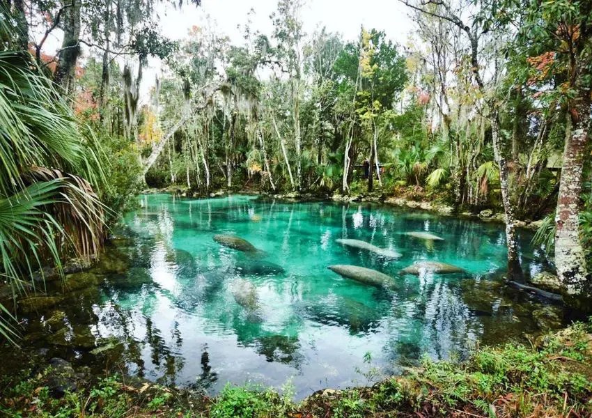 Florida’s Top 7 Natural Springs Near Tampa UNATION