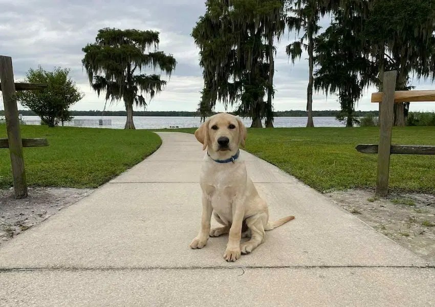 Top Dog Parks in Orlando your Pup will Love UNATION