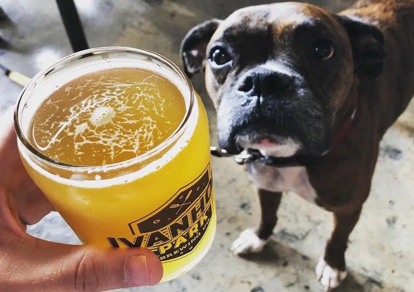 Our Favorite Dog Friendly Breweries in Orlando UNATION