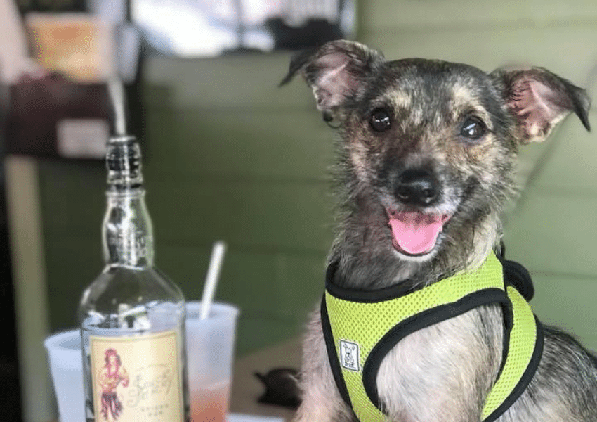 6 Dog Friendly Food Places & Bars in Ybor City UNATION