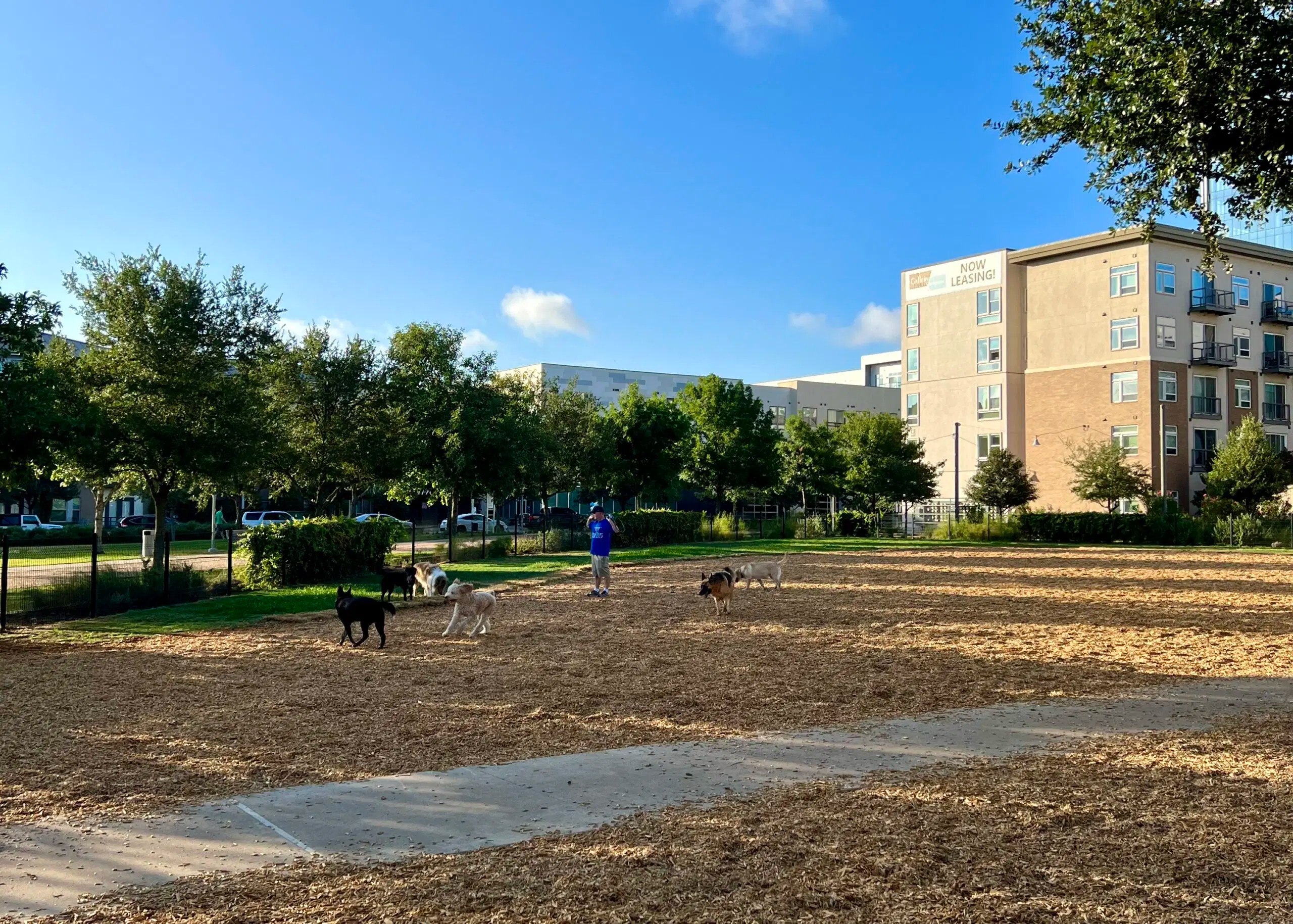 The Best Dog Parks in Austin To Bark About