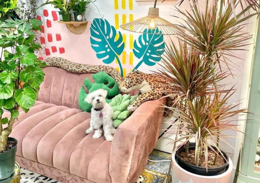Cute House Plant & Flower Shops in Tampa Bay We Can’t Live Without