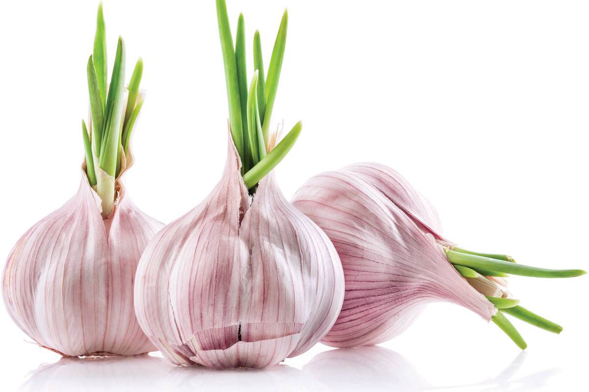 Garlic Is Homegrown Gold in the Hudson Valley Valley Table