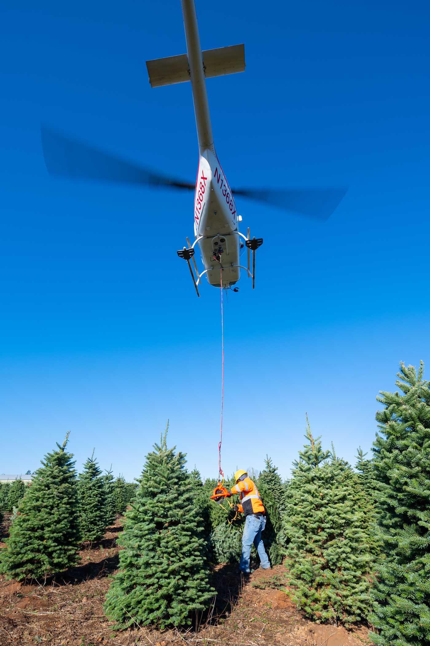 Harvesting Christmas trees by helicopter