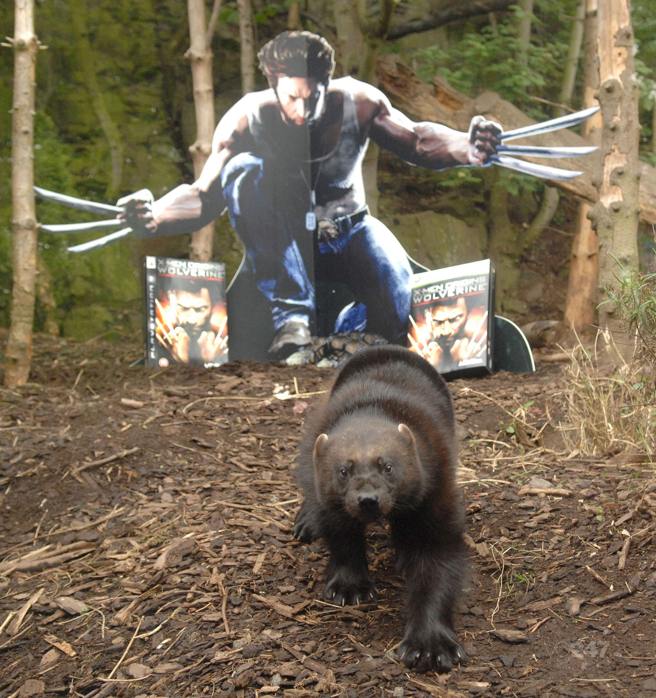Wolverine PR photos must be seen to be believed VG247