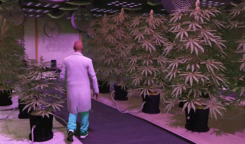 Gta V Fivem Weed Locations
