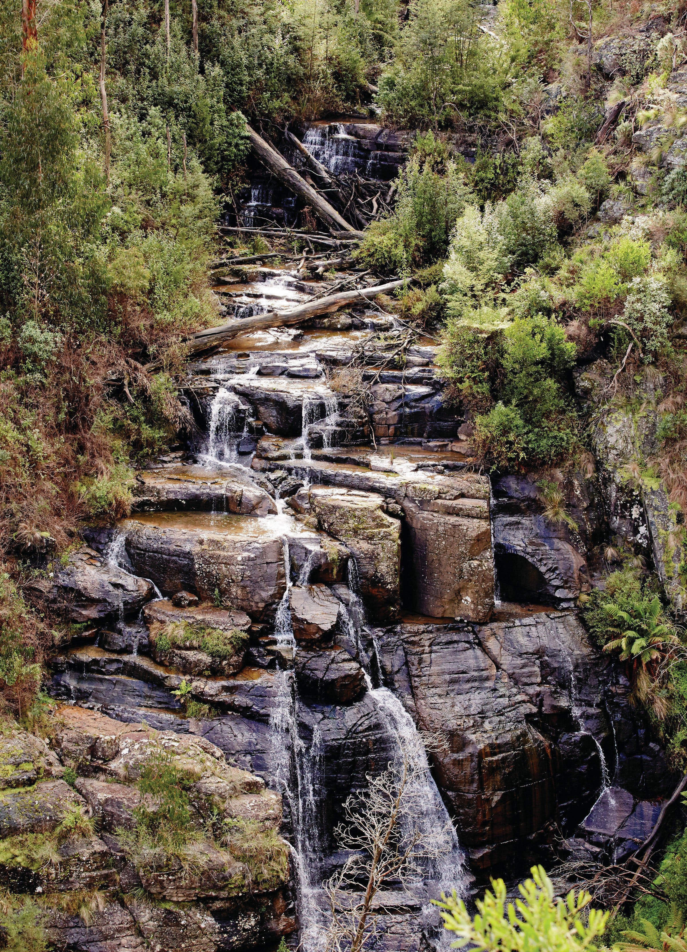 Kinglake National Park Visit Yarra Valley & Dandenong Ranges