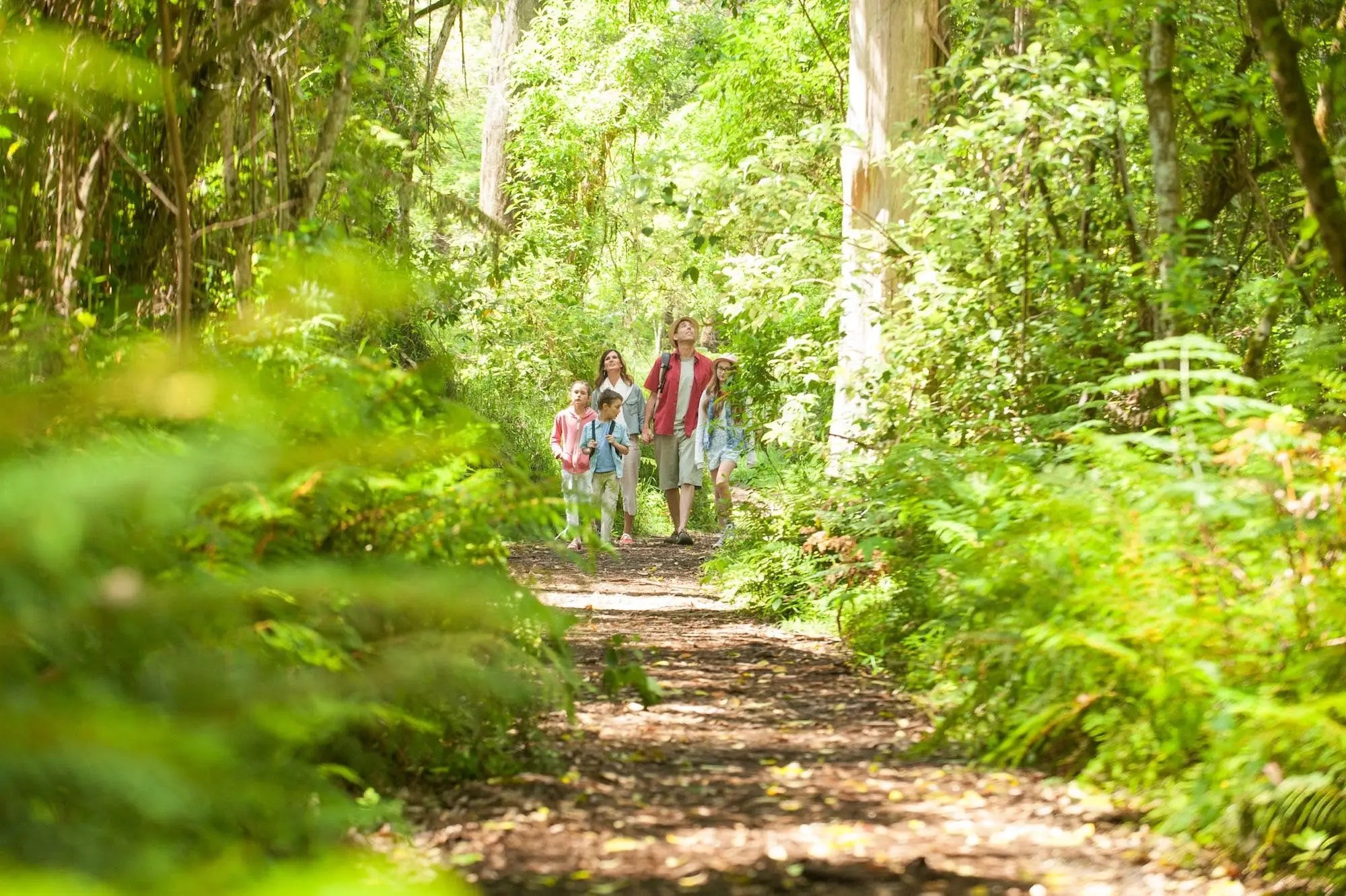 Olinda Creek Walking Track Visit Yarra Valley & Dandenong Ranges