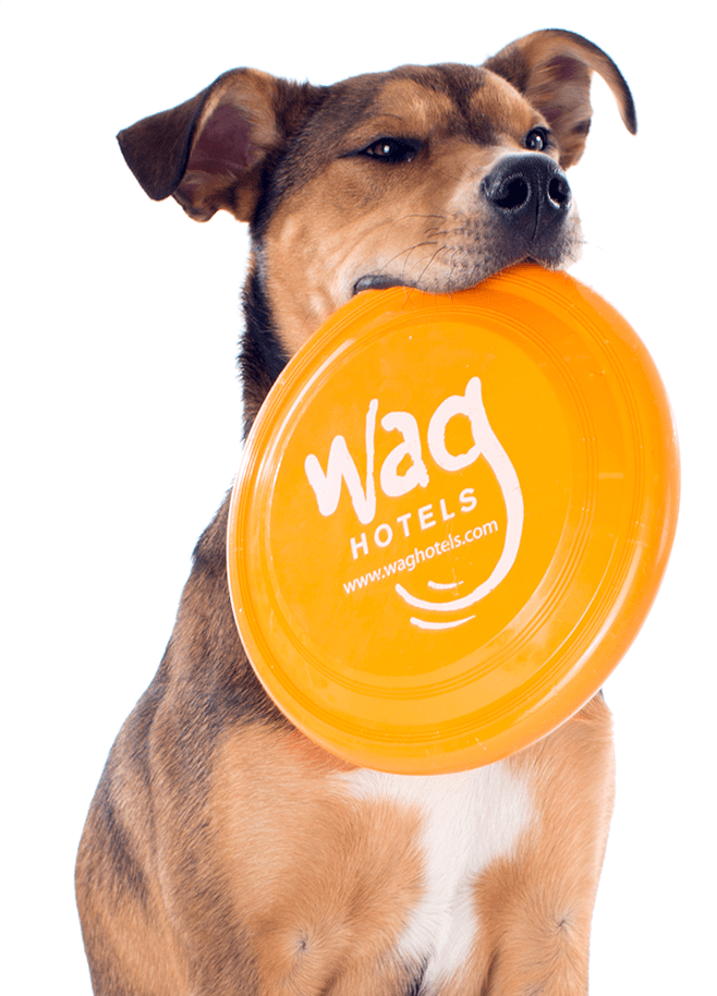 Wag Hotels Dog, Cat and Pet Boarding, Day Care, Grooming, and Training