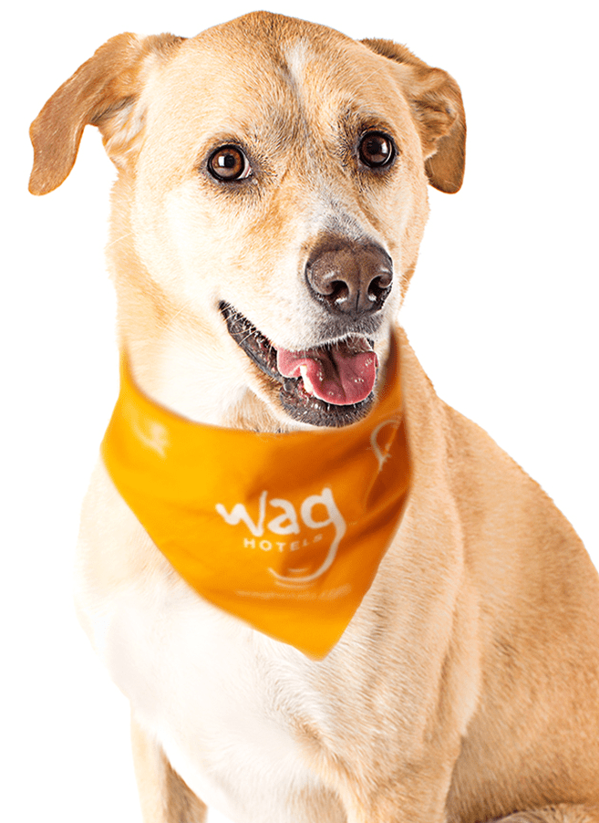 Wag Hotels Dog, Cat and Pet Boarding, Day Care, Grooming, and Training