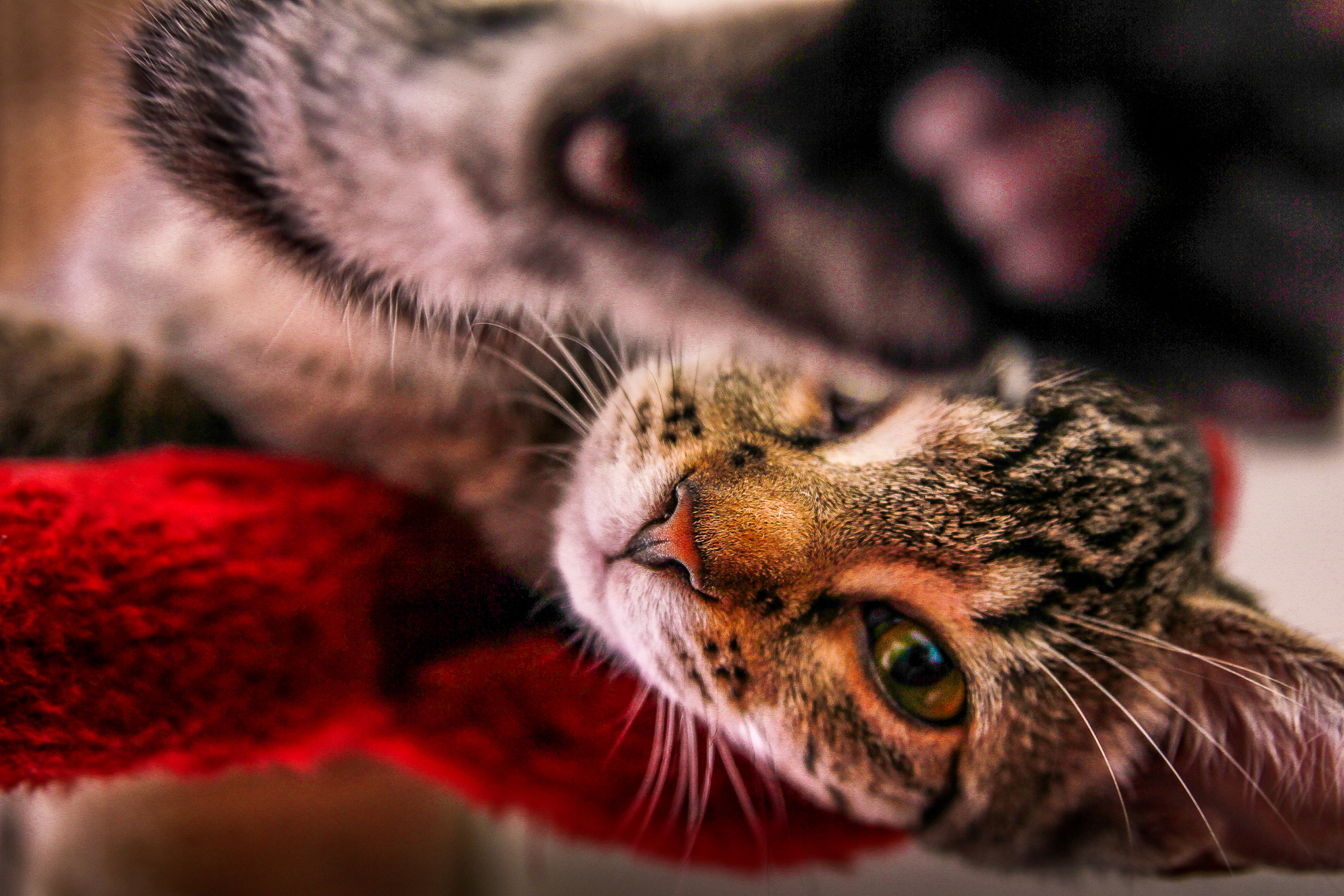 Bloating in Cats Symptoms, Causes, Diagnosis, Treatment, Recovery, Management, Cost