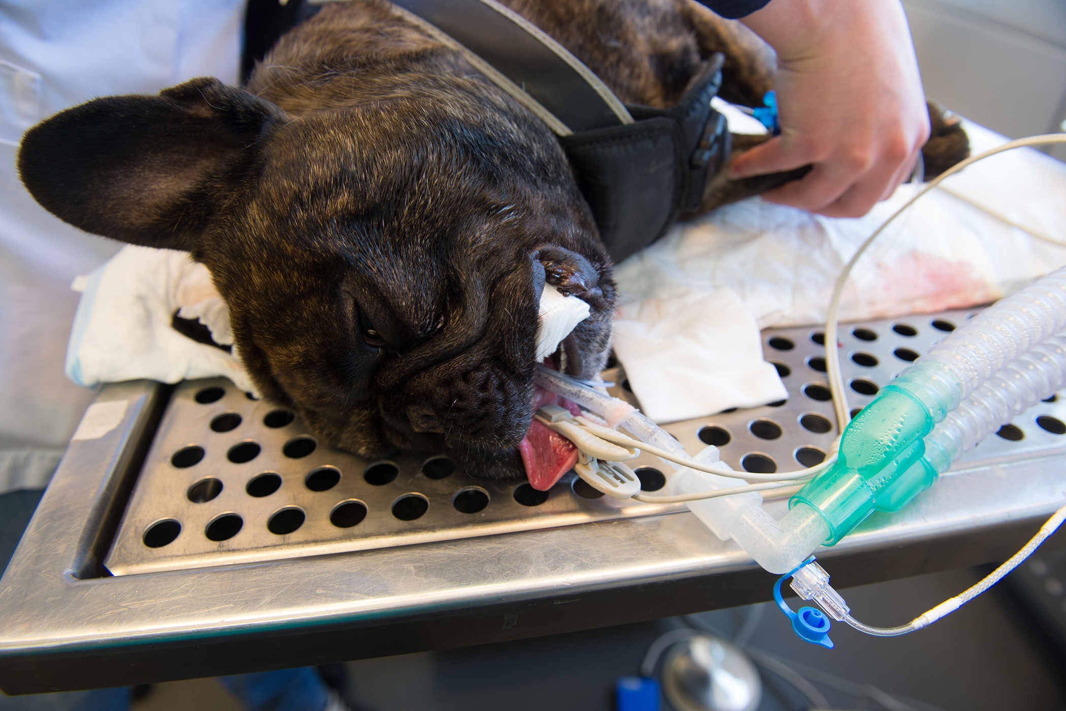 Endoscopy in Dogs Conditions Treated, Procedure, Efficacy, Recovery
