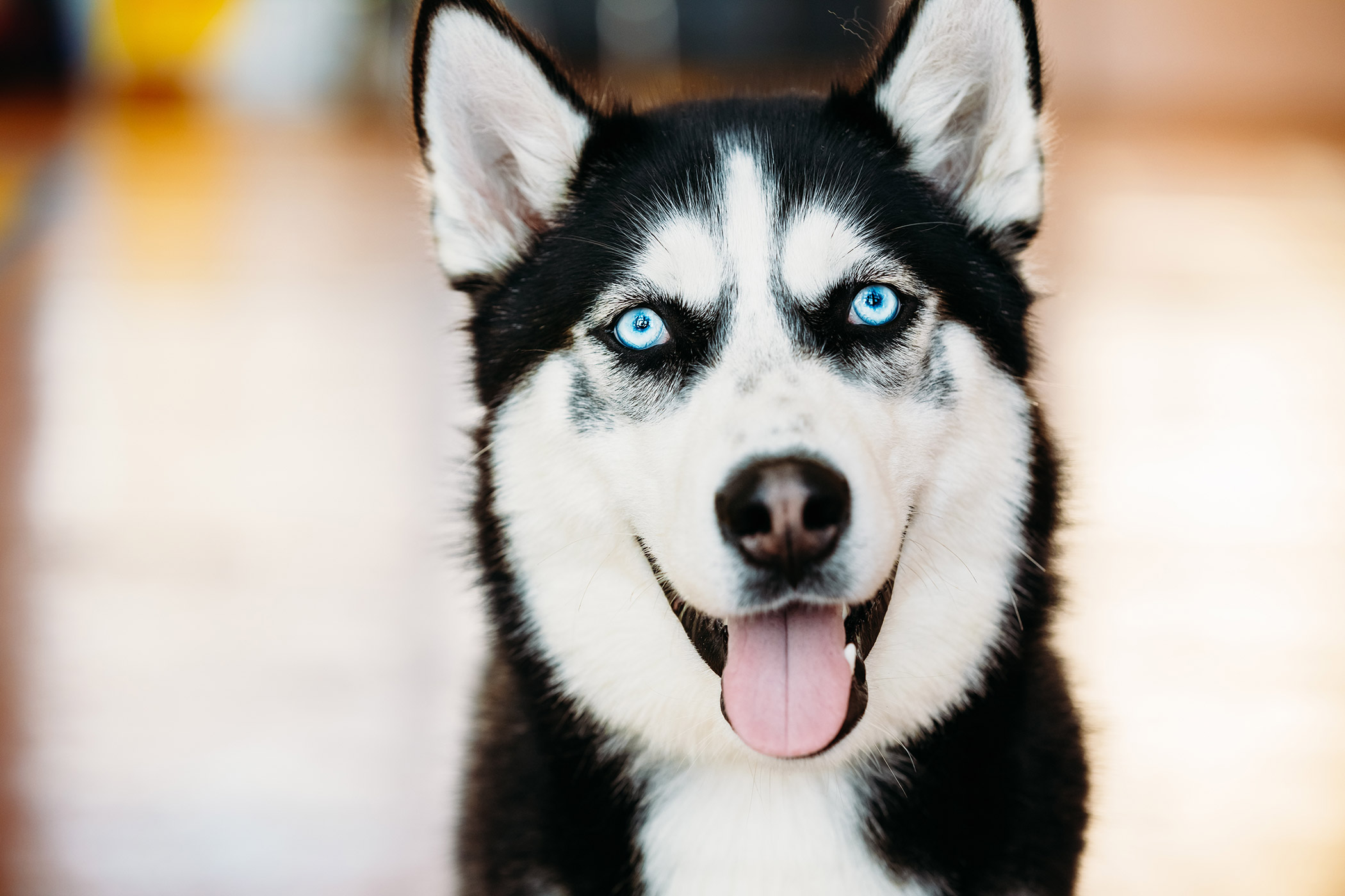 in Dogs Symptoms, Causes, Diagnosis, Treatment