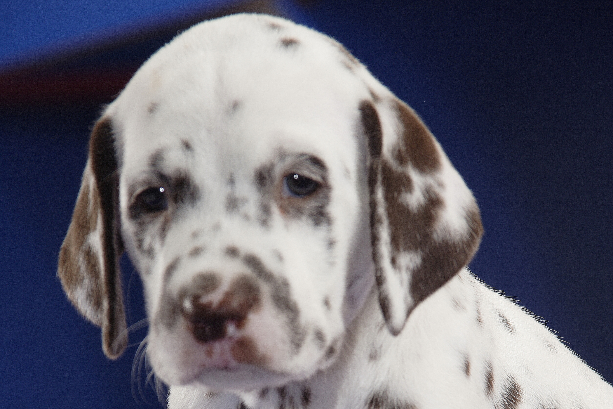 Pododermatitis in Dogs Symptoms, Causes, Diagnosis, Treatment, Recovery, Management, Cost