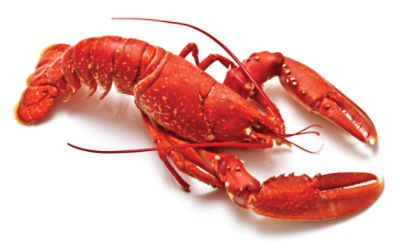 Fresh Seafood Department COOKED Lobsters Chilled, 1.2 pound ShopRite