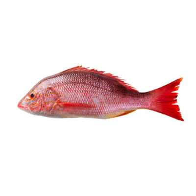 Fresh Wild Caught Snapper