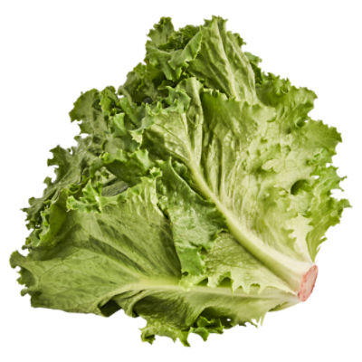 Green Leaf Lettuce, 1 ct, 9 oz ShopRite