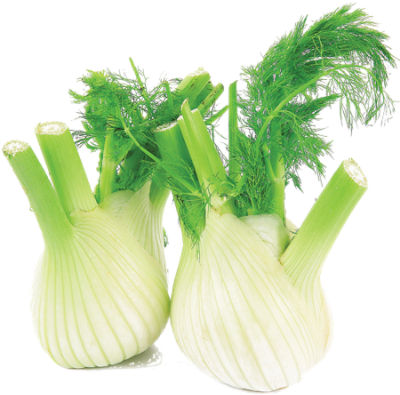 Anise Florence/Sweet Fennel/Fennel, 1 each