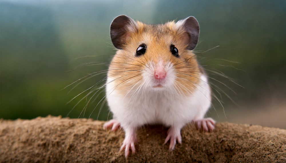 Unraveling the Intricacies of Hamster Behavior