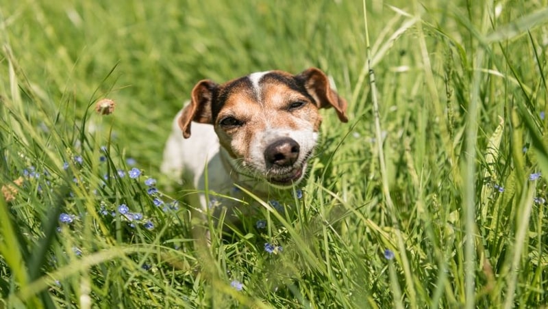 Der Hund frisst Gras Was bedeutet das? Dr. SAM dein online Tierarzt