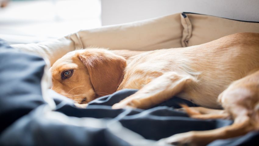 Was tun, wenn der Hund erbricht? Dr. SAM dein online Tierarzt