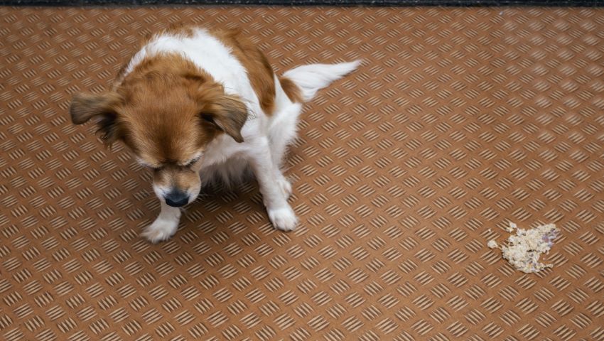 Bauchspeicheldrüsenentzündung beim Hund wie du sie erkennst. Dr
