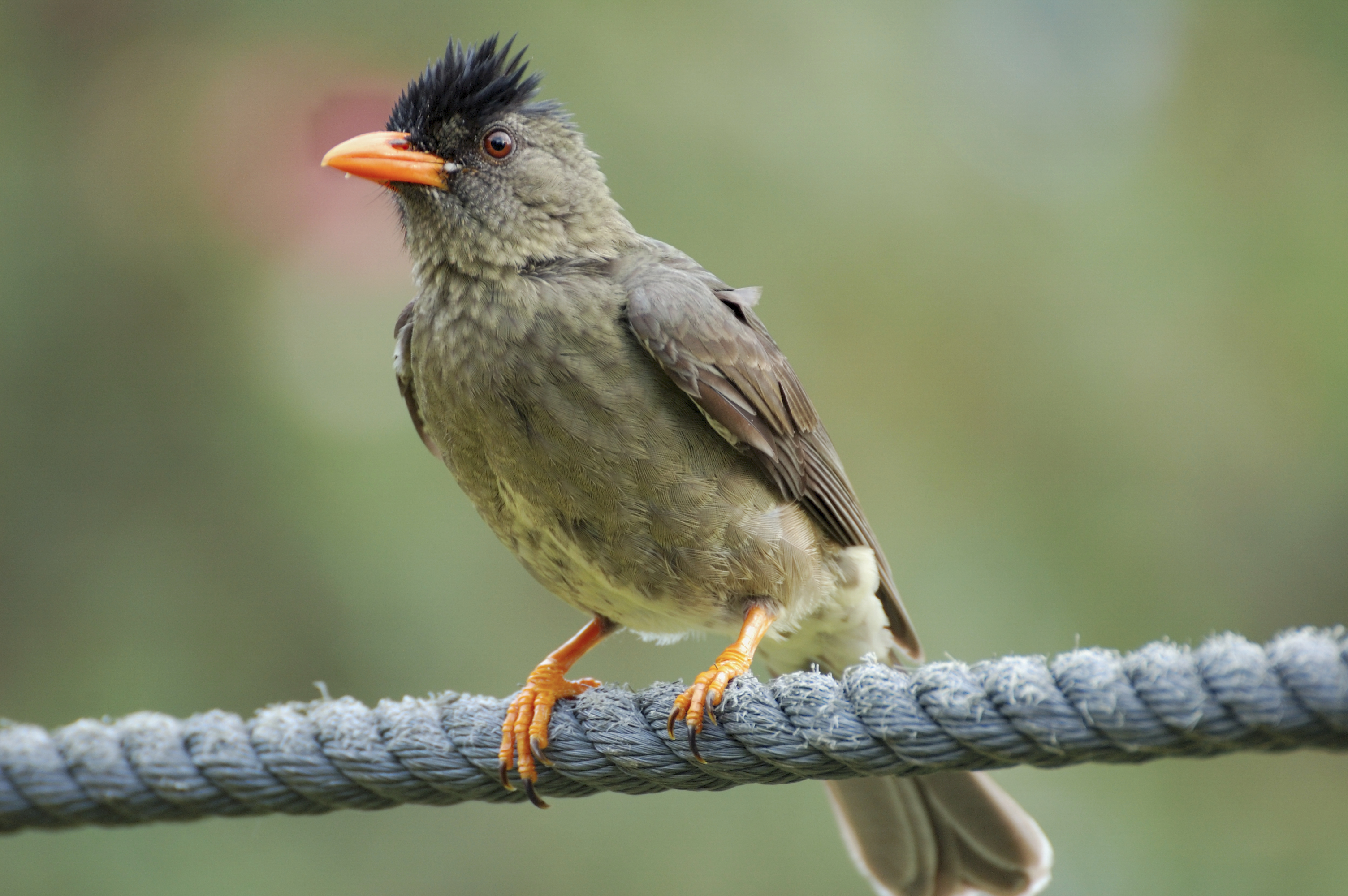 Four Rare Bird Species to look out for in the Seychelles TravelQuest