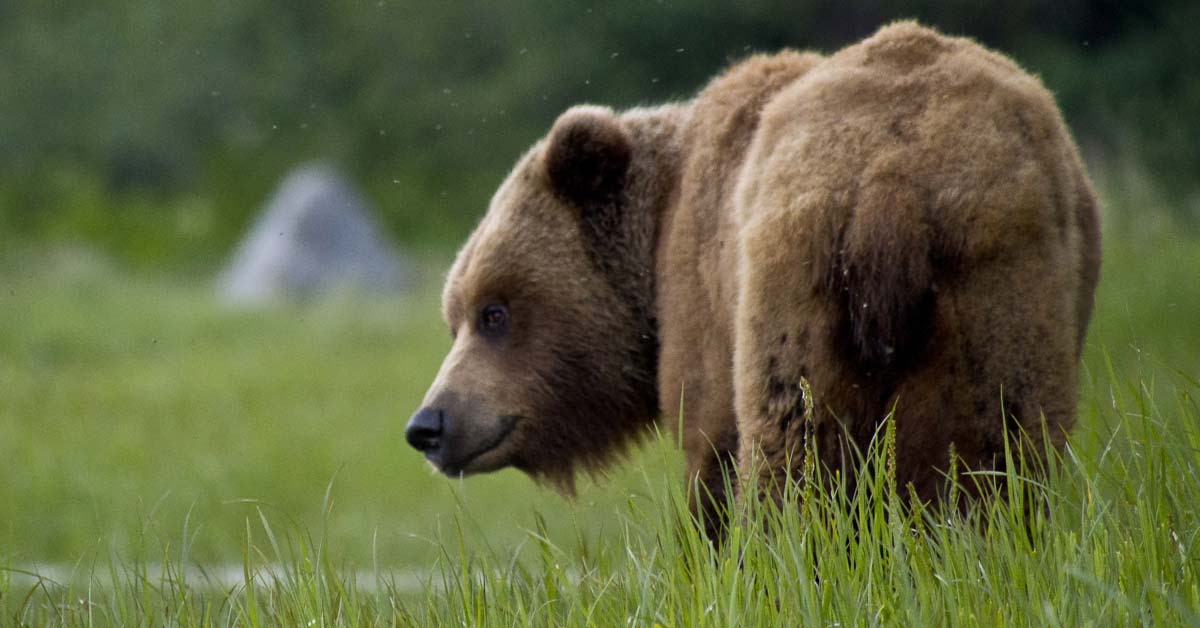 How Much Does A Brown Bear Weigh? Today I'm Home