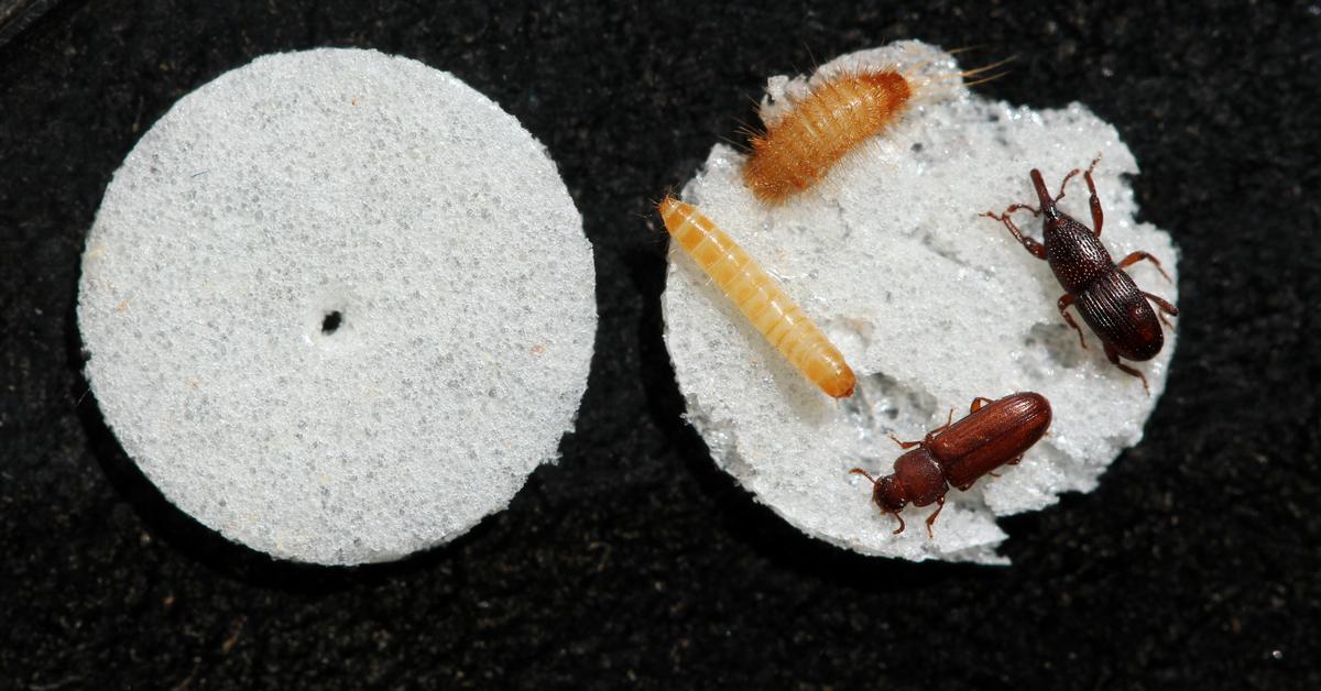 Common Storage Bugs & Pests (How To Protect Your Food) Build a Stash