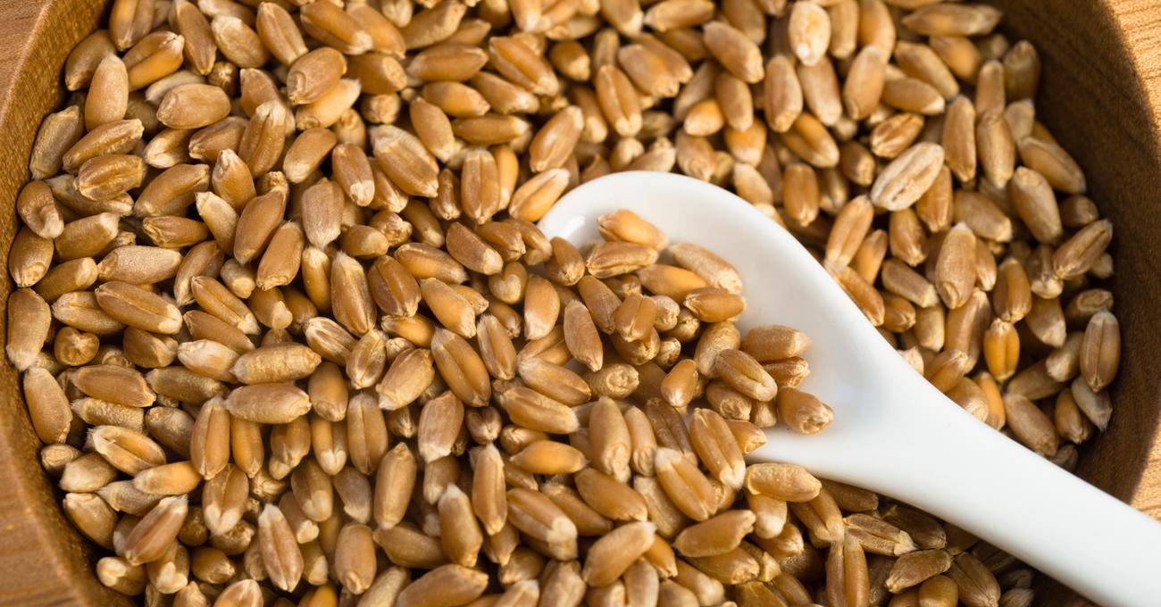 Wheat Berries Shelf Life (And How To Make Them Last Longer) Build a Stash