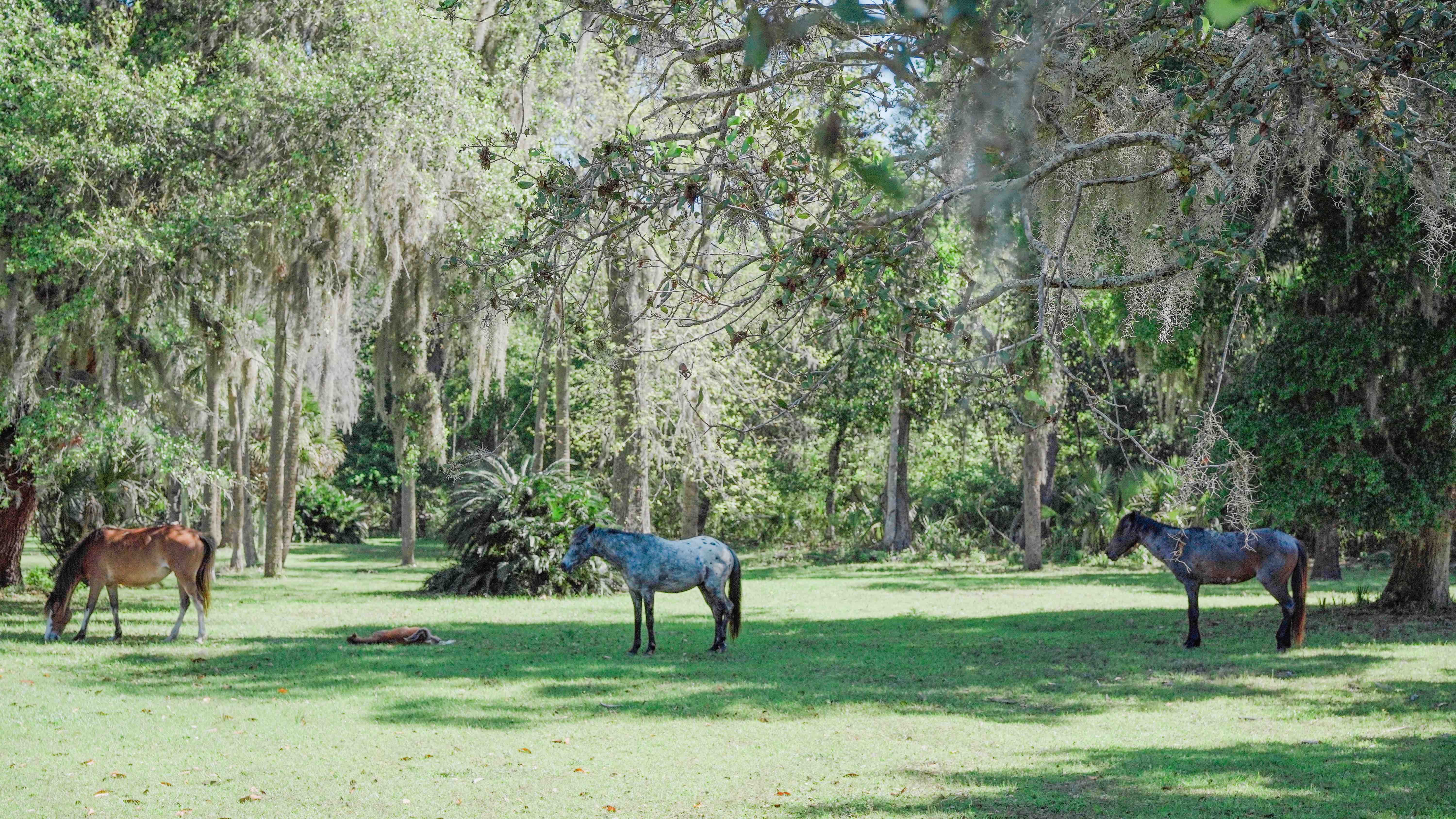 Cumberland Island Travel guide to island paradise