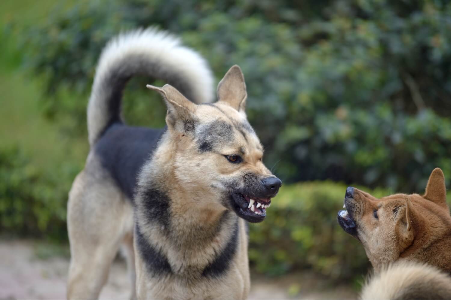 Aggressive Dog Training in Texas Total Dog! Training Solutions