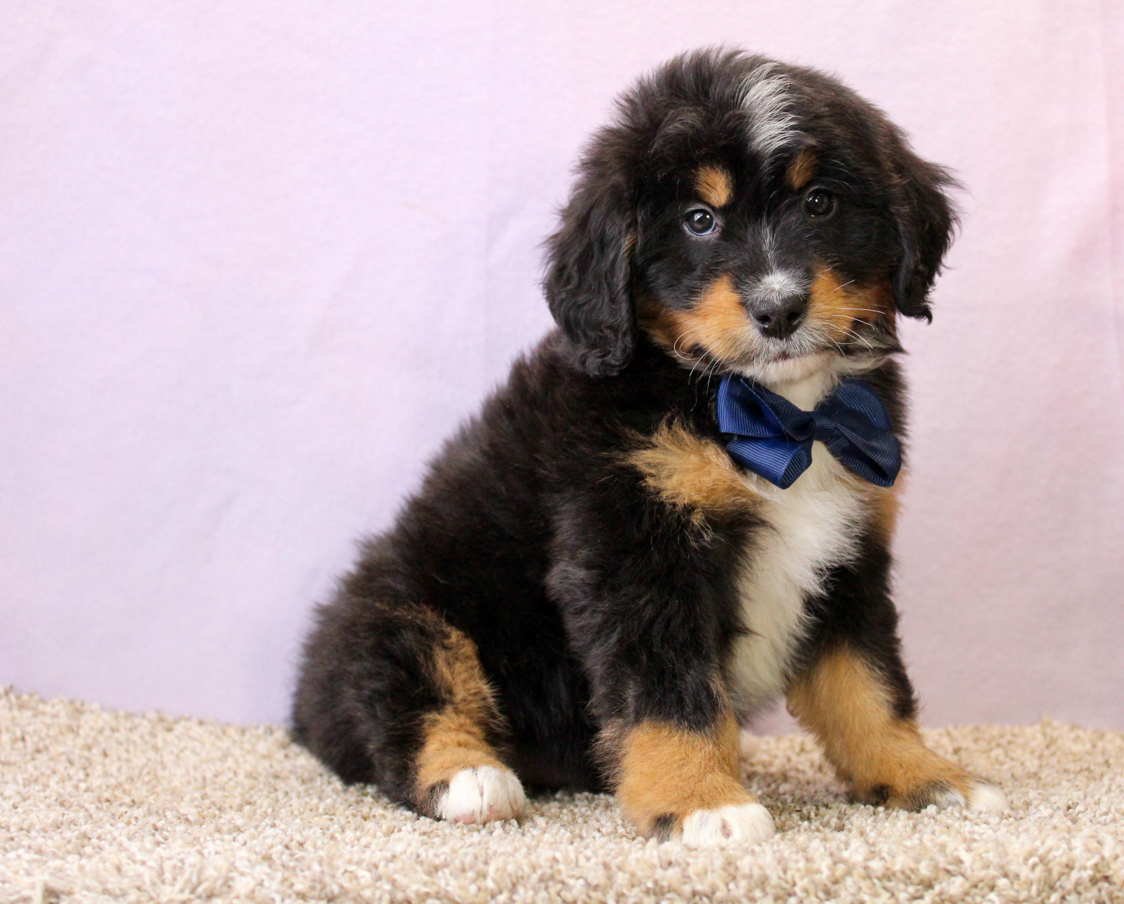 Your Guide To Owning A Puppy