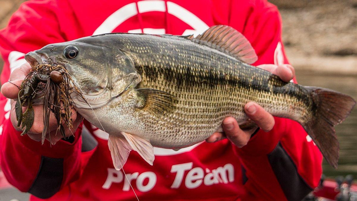 How to Identify All 9 Species of Black Bass Wired2Fish