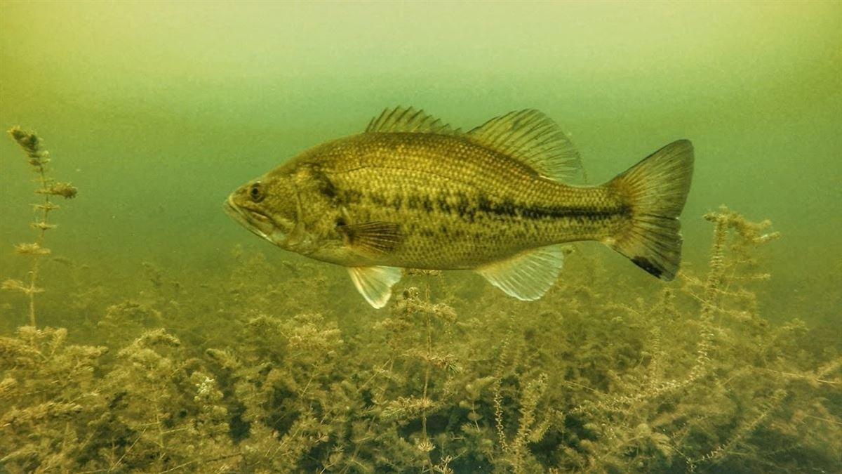 Pattern Bass in Grass Beds With These Lures Wired2Fish