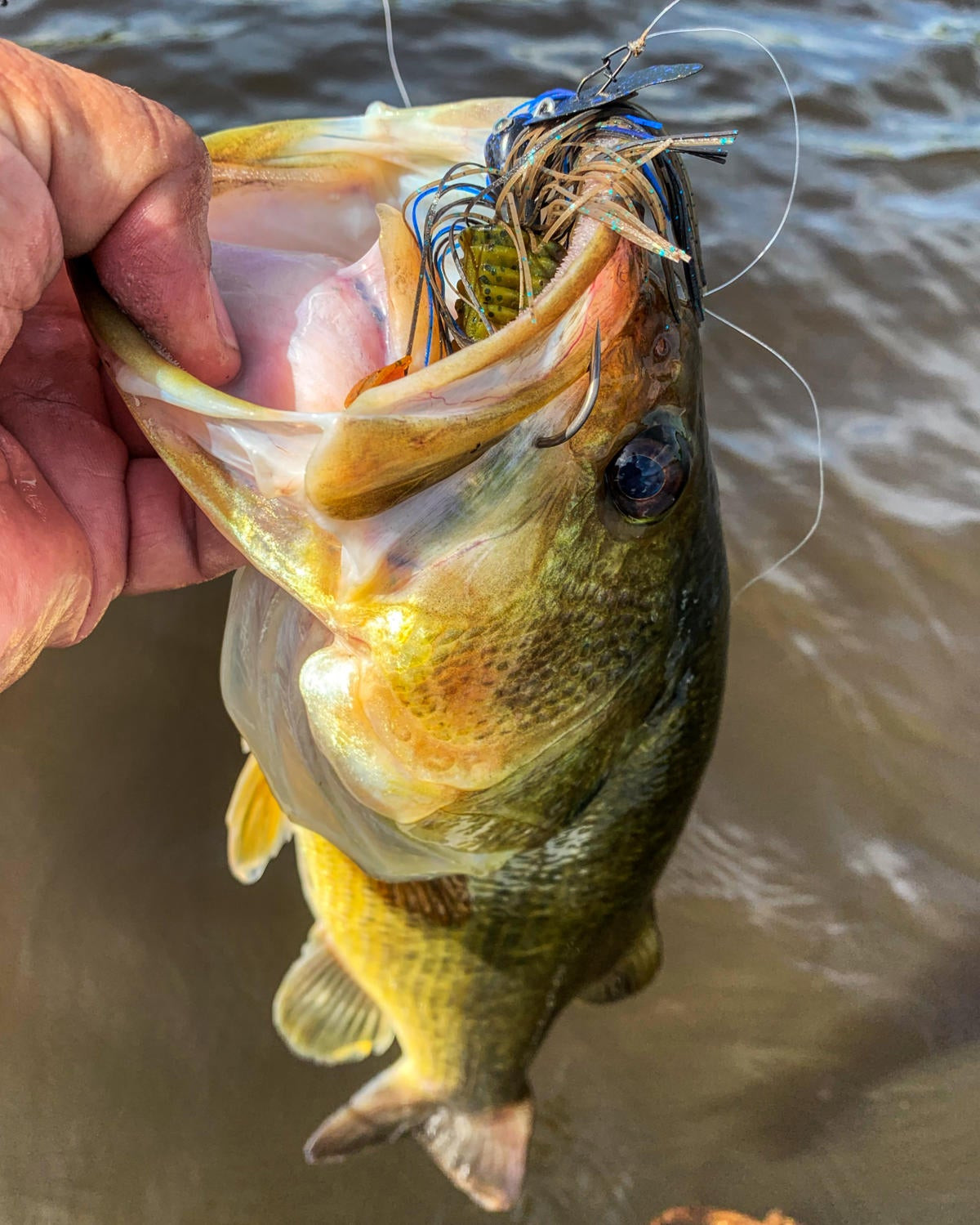 Strike King Thunder Cricket Review Wired2Fish