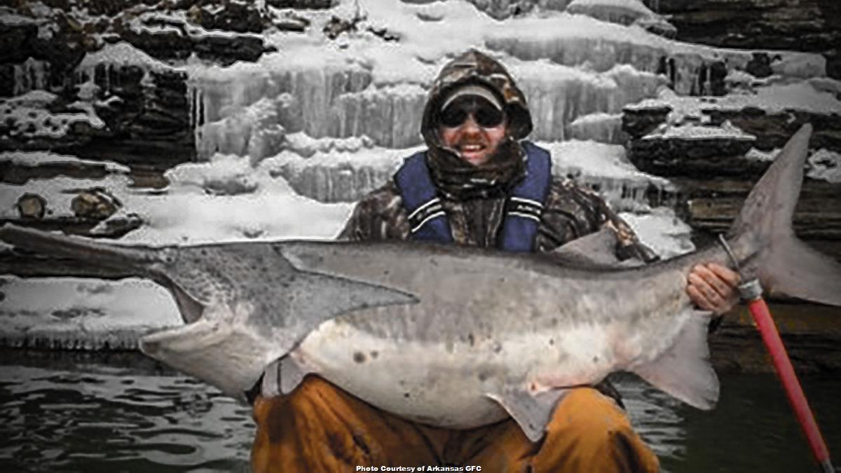 RecordBreaking Paddlefish Caught in Arkansas Wired2Fish