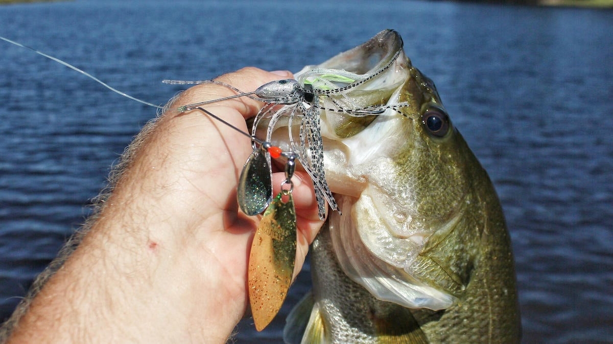Fall Bass Fishing with Spinnerbaits How to Choose the Best One for the
