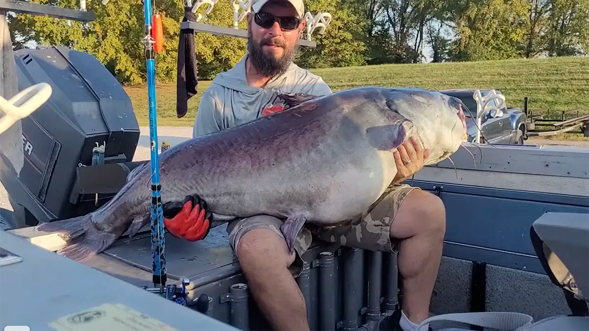 Pending Record Catfish Caught in Tennessee Wired2Fish