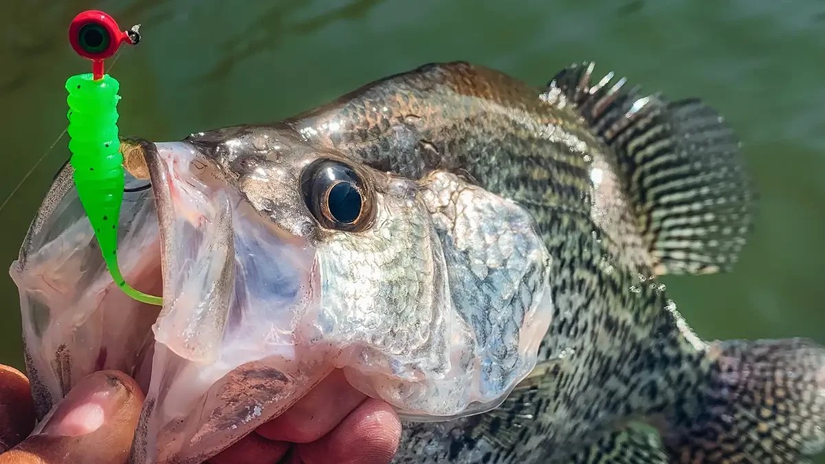 Best Crappie Jigs Buying and Fishing Guide Wired2Fish