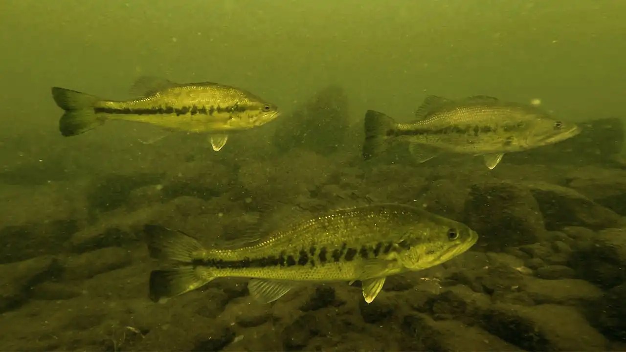 Where Bass Go in the Winter and When to Fish Them Wired2Fish