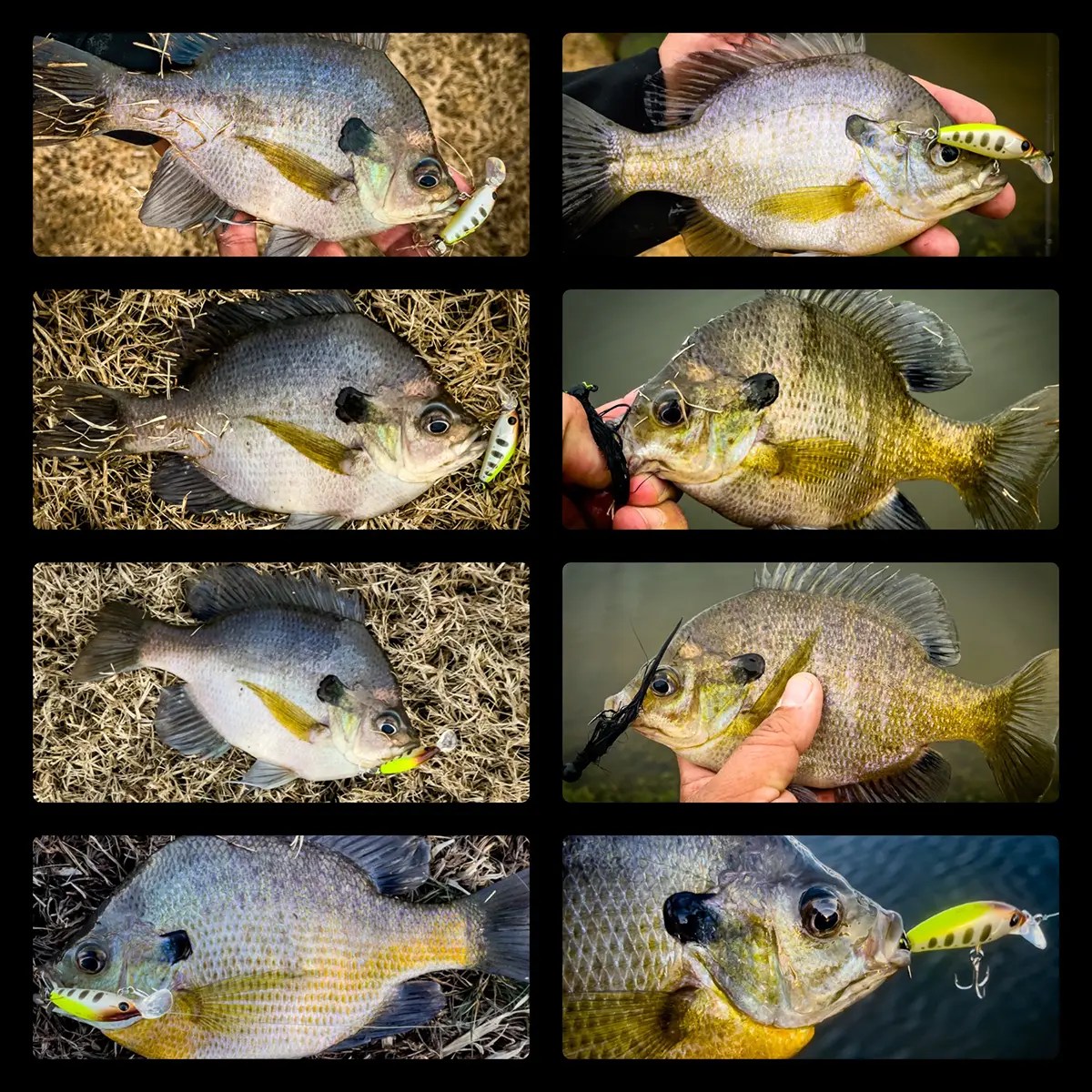 Best Baits for Bluegill Fishing Wired2Fish