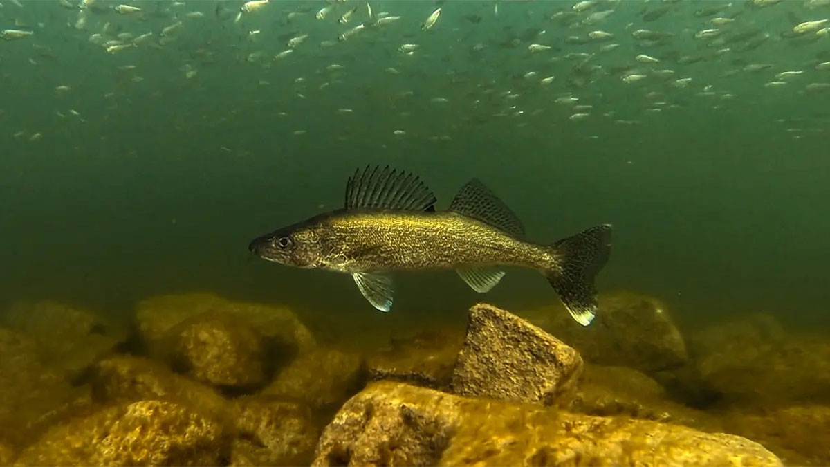 Walleye A Comprehensive Species Guide Wired2Fish